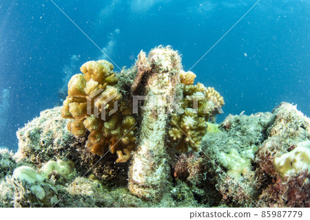 Coral farm repopulation conservation growing factory underwater in Cortez Sea Mexico Coral farm repopulation conservation growing factory underwater in Cortez Sea Mexico 85987779