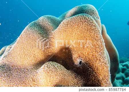 Hard coral detail while diving in cortez sea reef Hard coral detail while diving in cortez sea reef 85987784