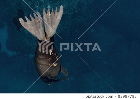 fins of Puppy californian sea lion seal coming to you to have fun and play fins of Puppy californian sea lion seal coming to you to have fun and play 85987785