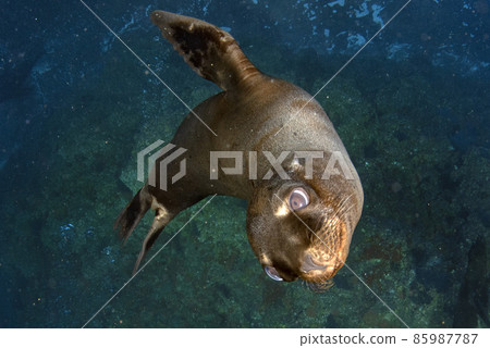 Puppy californian sea lion seal coming to you to have fun and play 85987787