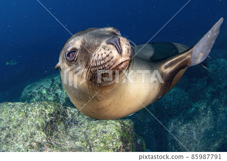Puppy californian sea lion seal coming to you to have fun and play Puppy californian sea lion seal coming to you to have fun and play 85987791