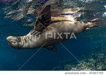 Puppy californian sea lion seal coming to you to have fun and play Puppy californian sea lion seal coming to you to have fun and play 85987795