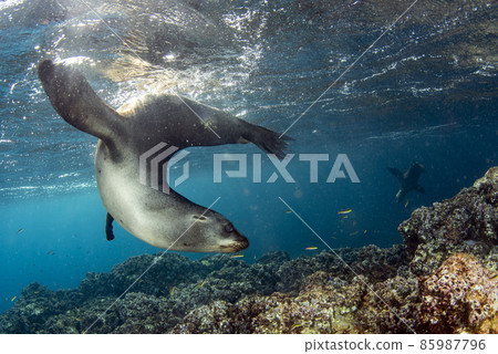 Puppy californian sea lion seal coming to you to have fun and play Puppy californian sea lion seal coming to you to have fun and play 85987796