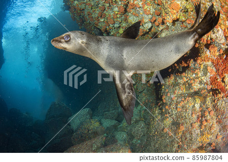 Puppy californian sea lion seal coming to you to have fun and play Puppy californian sea lion seal coming to you to have fun and play 85987804