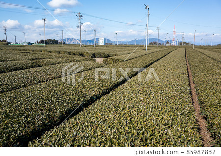 [茶園]牧之原茶園風景 85987832