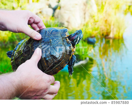 Male hands holding a green redeared turtle against the backdrop of a pond and vegetation outdoors 85987880