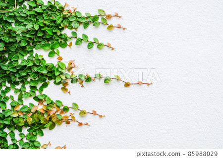 Ivy plant leaves growth and climbing on isolated white wall background. Ivy plant leaves growth and climbing on isolated white wall background. 85988029