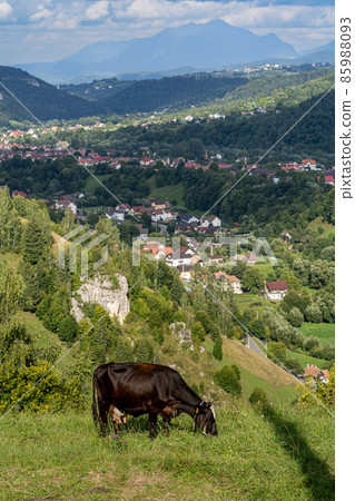 Brown cow eating grass. Mountains and village in the background. 85988093