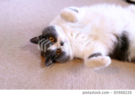 Cute cute bee cat British shorthair 85988226
