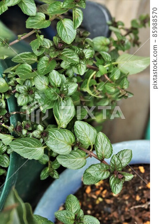 Peppermint saplings grown in the vegetable garden 85988570