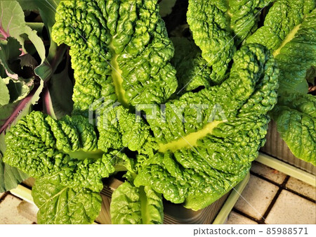 Katsuna planter cultivation Katsuna planter cultivation 85988571