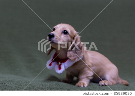 Puppy Kaninhen Dachshund 85989050