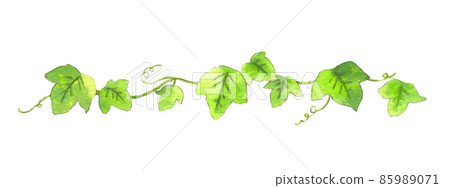 Hand-painted watercolor simple ivy 85989071