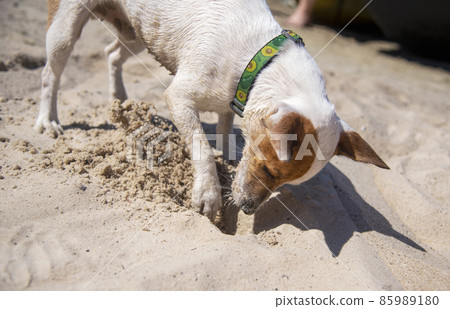 Dog on the beach in summer 85989180
