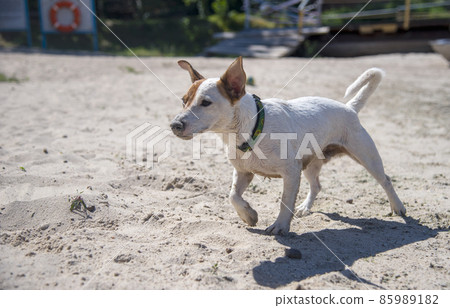 Dog on the beach in summer 85989182