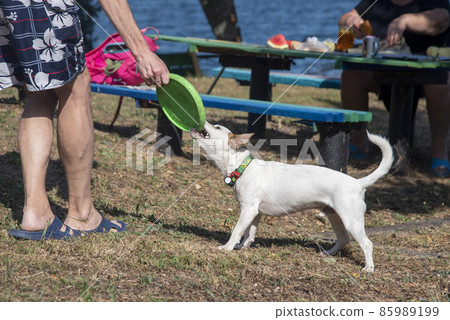 Dog on the beach in summer 85989199