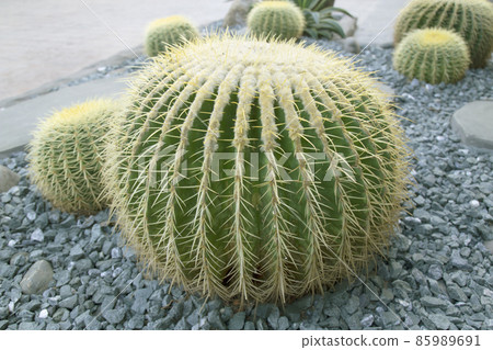Echinocactus grusonii or Golden barrel cactus 85989691