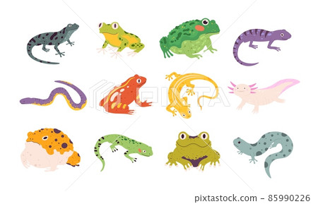 Cartoon exotic amphibian and reptiles, lizards, newts, toads and frogs. Tropical animals, gecko, triton, salamander and axolotl vector set Cartoon exotic amphibian and reptiles, lizards, newts, toads and frogs. Tropical animals, gecko, triton, salamander and axolotl vector set 85990226