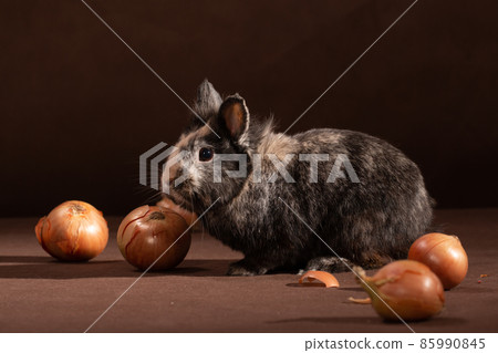Small decorative gray-brown rabbit and vegetable onion 85990845