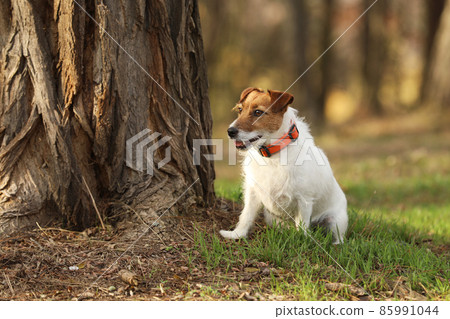Jack Russell Terrier sit on the grass in autumn forest. JRT are energic hunting dogs used for fox hunting 85991044