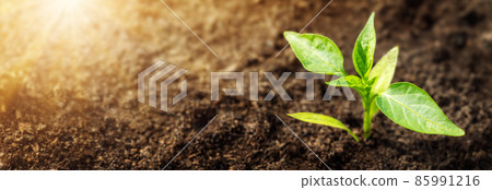 Young pepper sprout in the morning light in black soil. Young pepper sprout in the morning light in black soil. 85991216