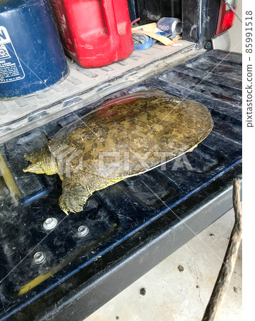 Smooth soft shell Turtle on back of tailgate found in Nebraska Platte rivers  85991518