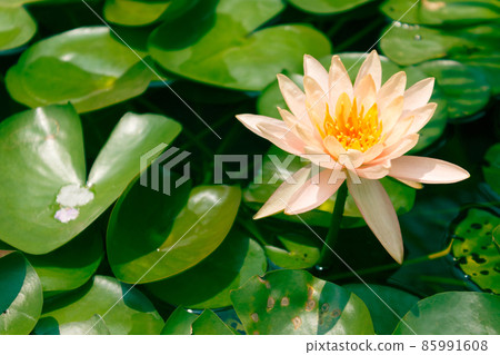 Close-up shot of white water lily is blooming and outstanding in pond surrounded by large lotus leaves, horizontal top view. Close-up shot of white water lily is blooming and outstanding in pond surrounded by large lotus leaves, horizontal top view. 85991608