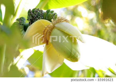 Ripening bananas on a tree branch. Unripe fruit. 85991623