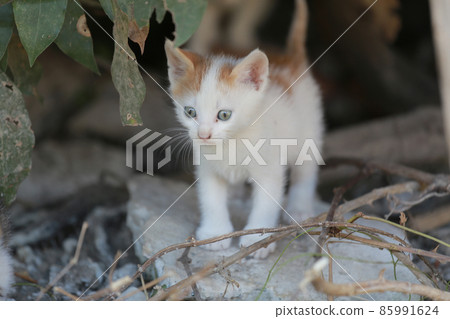 Cute little homeless kitten on the street in summer. 85991624