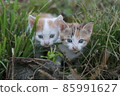 Cute little homeless kittens on the street in summer. 85991627