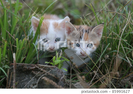 Cute little homeless kittens on the street in summer. 85991627