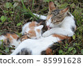 Homeless cat with a litter of kittens 85991628