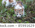 Cute little homeless kittens on the street in summer. 85991629