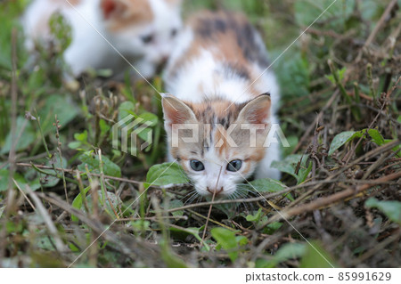 Cute little homeless kittens on the street in summer. 85991629