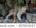 Cute little homeless kitten on the street in summer. 85991647