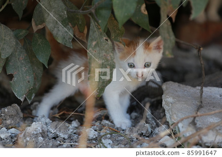 Cute little homeless kitten on the street in summer. Cute little homeless kitten on the street in summer. 85991647