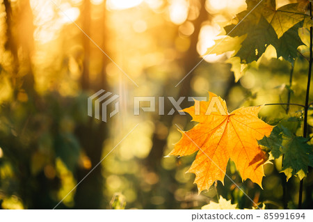 Autumn yellow maple leaf among green foliage. Early Autumn. Autumn yellow maple leaf among green foliage. Early Autumn 85991694
