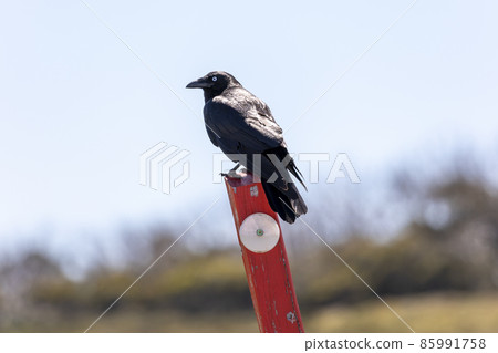 Photograph of a black crow sitting on a sign post in the sunshine 85991758