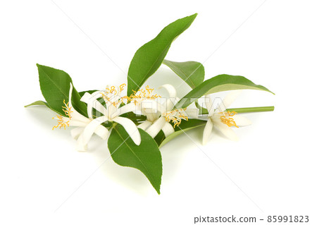 Fresh lemon flover isolated on white background. High resolution photo. 85991823