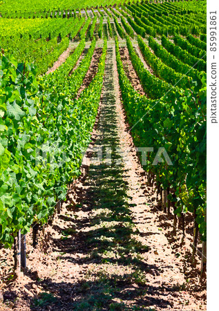 Watercolor drawing of Grapevine rows in vineyards green fields landscape with grape trellis 85991861