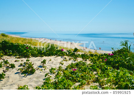 Watercolor drawing of Green plants, grasses and flowers in front of sandy yellow beach and blue sky in National Park Kursiu nerija, the Curonian Spit Watercolor drawing of Green plants, grasses and flowers in front of sandy yellow beach and blue sky in National Park Kursiu nerija, the Curonian Spit 85991925