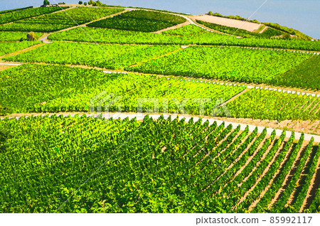 Watercolor drawing of Vineyards green fields landscape with grapevine rows on hills in Rhine Gorge or river Rhine Valley, Rheingau wine region 85992117