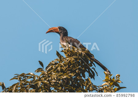 Southern yellow billed hornbill 85992798