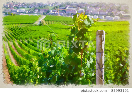 Watercolor drawing of Grapevine wooden pole and rows of vineyards green fields landscape with grape trellis on river Rhine Valley hills Watercolor drawing of Grapevine wooden pole and rows of vineyards green fields landscape with grape trellis on river Rhine Valley hills 85993191