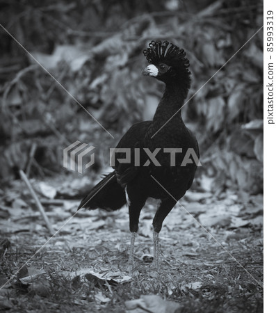 Bare faced Curassow, in a jungle environment, Pantanal Brazil Bare faced Curassow, in a jungle environment, Pantanal Brazil 85993319