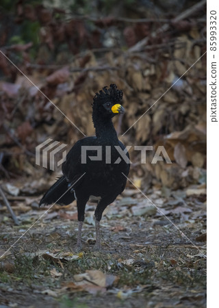 Bare faced Curassow, in a jungle environment, Pantanal Brazil Bare faced Curassow, in a jungle environment, Pantanal Brazil 85993320