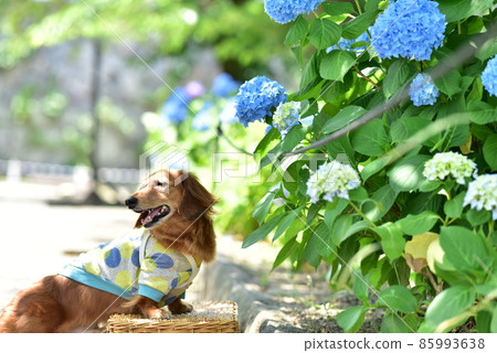 Dax and Hydrangea Dax and Hydrangea 85993638