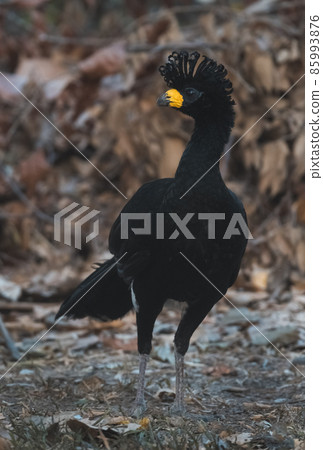 Bare faced Curassow, in a jungle environment, Pantanal Brazil Bare faced Curassow, in a jungle environment, Pantanal Brazil 85993876