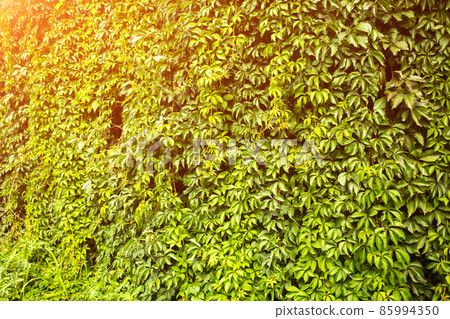 wall with greenery. natural background texture sun shining wall with greenery. natural background texture sun shining 85994350