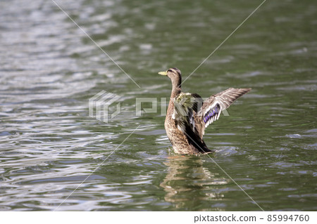Wild nice brown bird duck swimming, spreading wings trying to fly in bright lit by sun water. 85994760